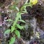  Alain Bigou - Solidago virgaurea subsp. minuta (L.) Arcang. [1882]