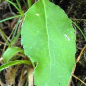 Photographie n°212631 du taxon Solidago virgaurea subsp. minuta (L.) Arcang. [1882]