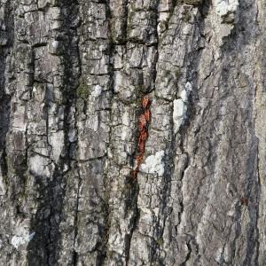 Photographie n°212632 du taxon Tilia cordata Mill. [1768]