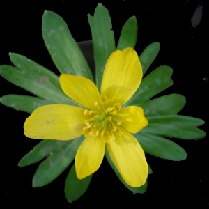 Eranthis cilicicus Schott & Kotschy (Ellébore d'hiver)