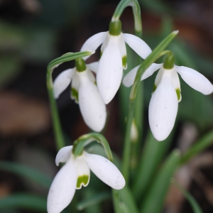 Photographie n°212645 du taxon Galanthus nivalis L. [1753]