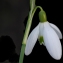  Liliane Roubaudi - Galanthus nivalis L. [1753]