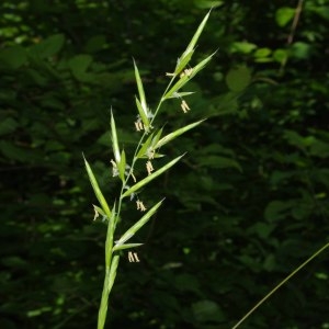 Photographie n°212658 du taxon Brachypodium rupestre (Host) Roem. & Schult. [1817]