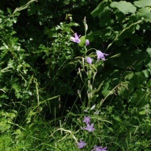 Photographie n°212659 du taxon Campanula rapunculus L. [1753]