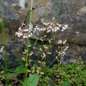 Photographie n°212675 du taxon Sedum album L. [1753]