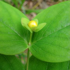 Photographie n°212689 du taxon Hypericum androsaemum L. [1753]