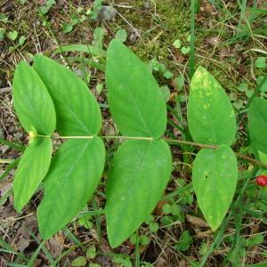 Photographie n°212690 du taxon Hypericum androsaemum L. [1753]