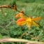  Paul Fabre - Crocosmia x crocosmiiflora (Lemoine) N.E.Br. [1932]