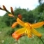  Paul Fabre - Crocosmia x crocosmiiflora (Lemoine) N.E.Br. [1932]