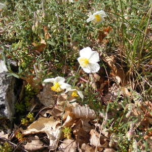 Photographie n°212713 du taxon Helianthemum apenninum (L.) Mill. [1768]