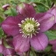  Jean-Claude Echardour - Helleborus orientalis Lam.