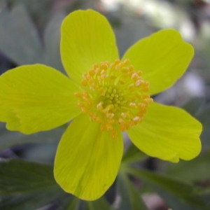 Photographie n°212729 du taxon Anemone ranunculoides L. [1753]