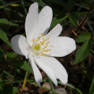 Photographie n°212730 du taxon Anemone nemorosa L. [1753]