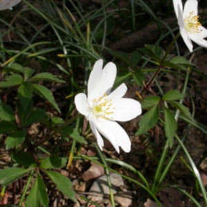 Photographie n°212731 du taxon Anemone nemorosa L. [1753]