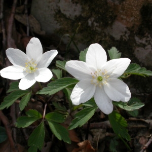 Photographie n°212733 du taxon Anemone nemorosa L. [1753]