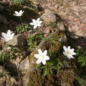 Photographie n°212734 du taxon Anemone nemorosa L. [1753]