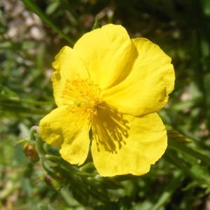 Helianthemum montanum sensu H.J.Coste (Hélianthème blanc)