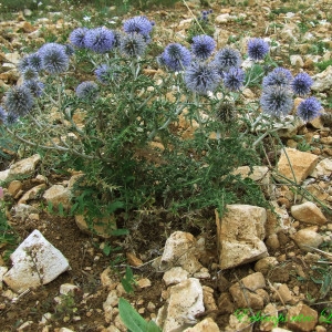 Photographie n°212771 du taxon Echinops ritro L. [1753]