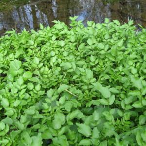 Photographie n°212776 du taxon Nasturtium officinale R.Br. [1812]