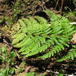 Photographie n°212785 du taxon Dryopteris dilatata (Hoffm.) A.Gray [1848]