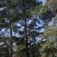  Jean-Luc Gorremans - Pinus pinaster Aiton [1789]