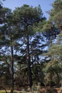 Jean-Luc Gorremans, le  7 avril 2013 (Champcueil (Platière du Télégraphe))