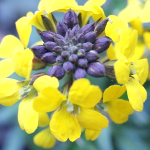 Photographie n°212808 du taxon Erysimum cheiri (L.) Crantz [1769]