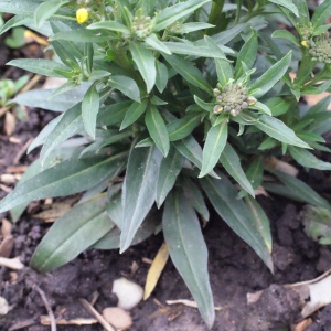 Photographie n°212809 du taxon Erysimum cheiri (L.) Crantz [1769]