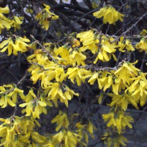 Photographie n°212811 du taxon Forsythia x intermedia Zabel [1885]