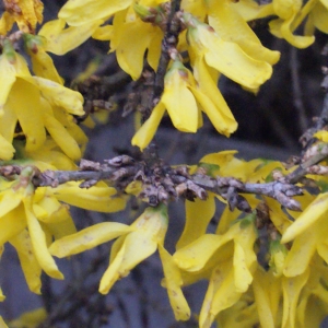 Photographie n°212812 du taxon Forsythia x intermedia Zabel [1885]