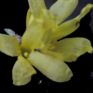 Photographie n°212819 du taxon Forsythia x intermedia Zabel [1885]