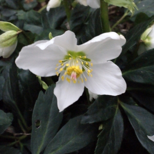 Photographie n°212829 du taxon Helleborus niger L. [1753]