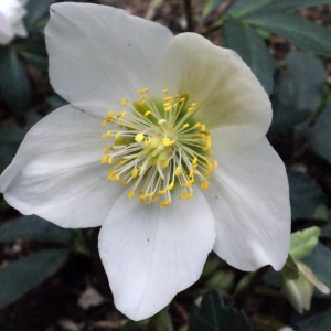 Photographie n°212833 du taxon Helleborus niger L. [1753]