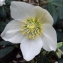  Liliane Roubaudi - Helleborus niger L. [1753]