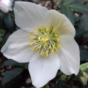 Photographie n°212835 du taxon Helleborus niger L. [1753]