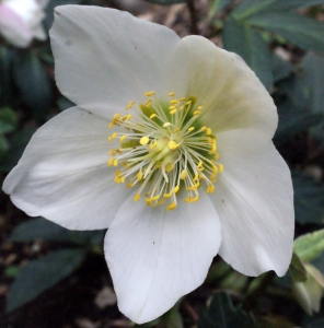 Liliane Roubaudi, le 15 février 2014 (Lyon)