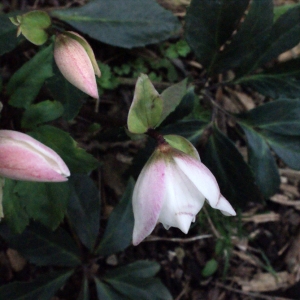 Photographie n°212839 du taxon Helleborus niger L. [1753]