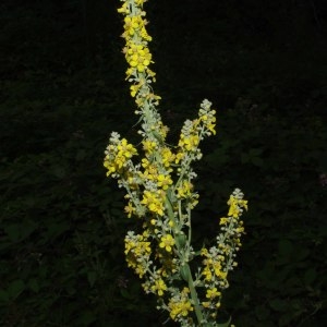 Photographie n°212855 du taxon Verbascum lychnitis L. [1753]