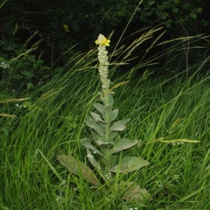 Photographie n°212860 du taxon Verbascum thapsus L. [1753]