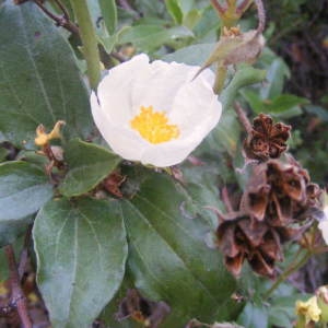 Photographie n°212874 du taxon Cistus laurifolius L. [1753]