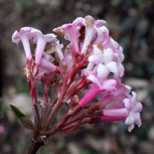 Viburnum fragrans Bunge