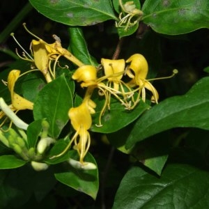 Photographie n°212896 du taxon Lonicera periclymenum L. [1753]