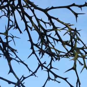 Photographie n°212943 du taxon Poncirus trifoliata (L.) Raf. [1838]