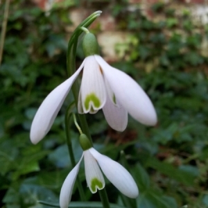 Photographie n°212945 du taxon Galanthus nivalis L. [1753]