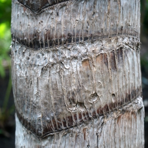 Photographie n°212960 du taxon Ravenala madagascariensis Sonn.