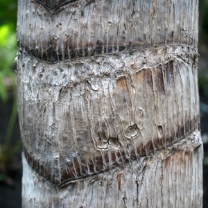 Photographie n°212961 du taxon Ravenala madagascariensis Sonn.