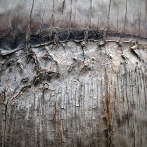 Photographie n°212963 du taxon Ravenala madagascariensis Sonn.