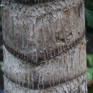 Photographie n°212964 du taxon Ravenala madagascariensis Sonn.