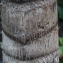  Liliane Roubaudi - Ravenala madagascariensis Sonn.