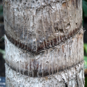 Ravenala madagascariensis Sonn. (Arbre du voyageur)